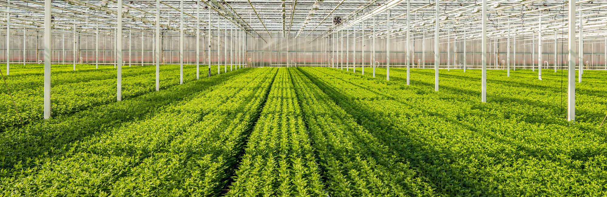 Tradition Energy Helps Horticulture Grower Save $2.7 Million