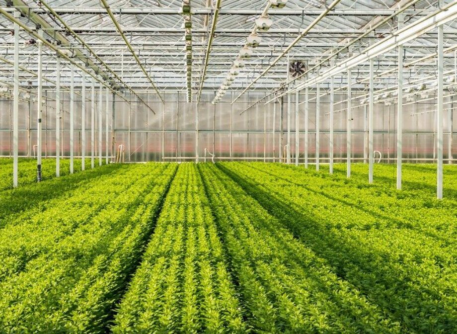 Tradition Energy Helps Horticulture Grower Eliminate $2.7 Million in Utility Costs