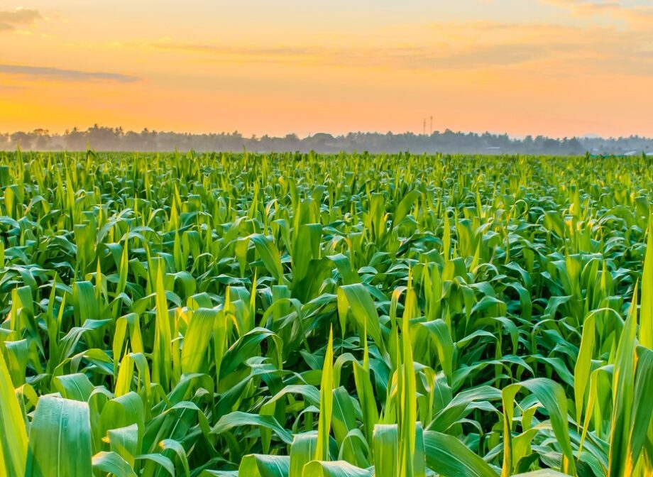 Corteva Agriscience Engages Tradition Energy For Strategic Risk Management and Procurement